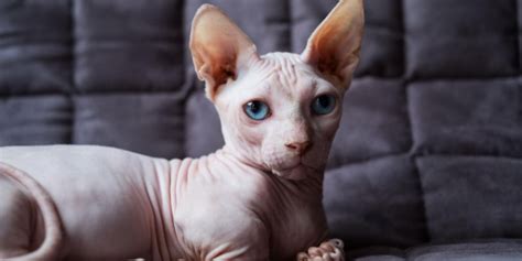 funny naked cats|200+ Hairless Cat Names: Unique Ideas For Bold Cats.